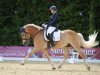 Dressurpferd Scirocco 82 (Haflinger, 2006, von Skorpion)