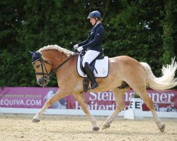 dressage horse Scirocco 82 (Haflinger, 2006, from Skorpion)