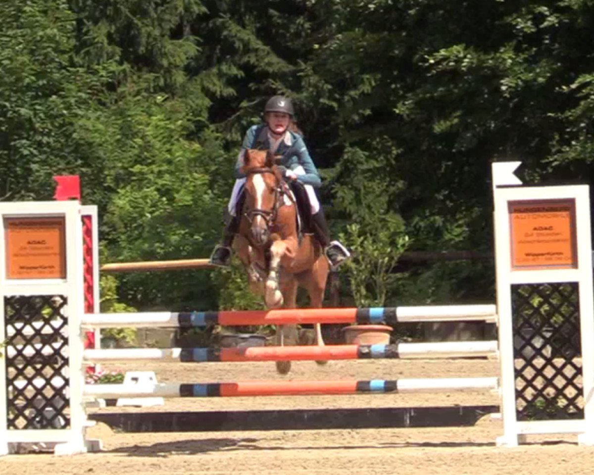 Springpferd Peter Pan 185 (Deutsches Reitpony, 2012, von Pilatus)