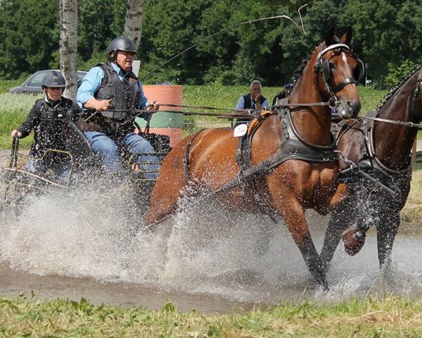 dressage horse Diadem CQ (Hanoverian, 2012, from Don Darius)