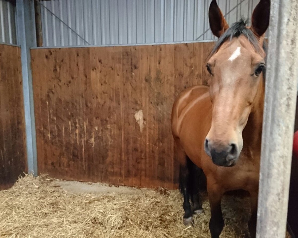 dressage horse Davignone-Aventurin (German Warmblood, 2002, from Denni)