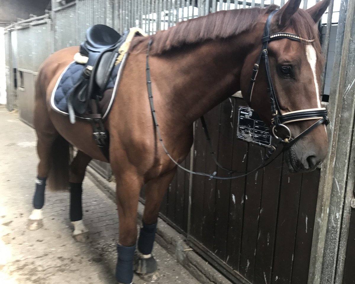 dressage horse Caspardo 3 (Holsteiner, 2013, from Califax)