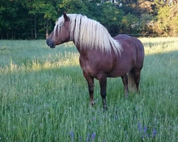 broodmare Ronja (Black Forest Fox, 2009, from Wildfuchs)