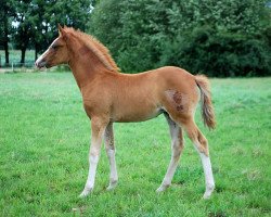 dressage horse Vincenta (German Riding Pony, 2017, from Vincenzo NRW)