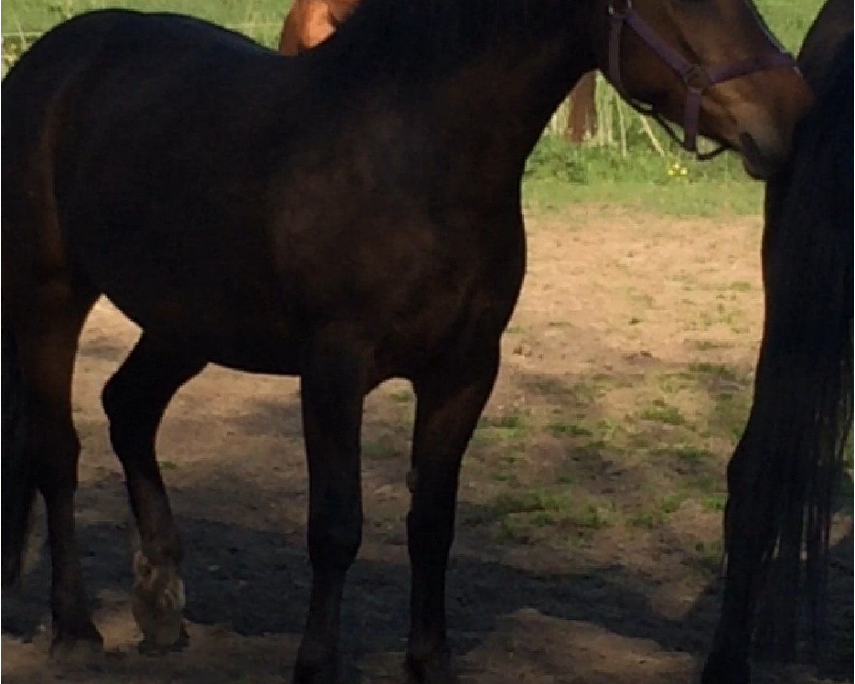 dressage horse Mayday (German Riding Pony, 2013, from Morning Surprise AS)