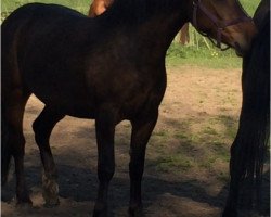 dressage horse Mayday (German Riding Pony, 2013, from Morning Surprise AS)