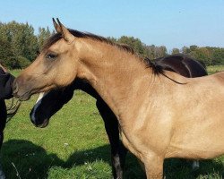 dressage horse My Melody (German Riding Pony,  , from Hilkens Dance Forever)