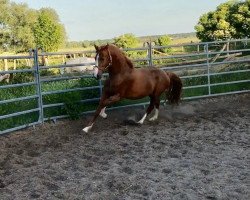 Pferd Norbii (Deutsches Reitpony, 2014, von Fs Numero Uno)