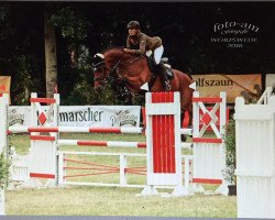 Springpferd Falko van de Groesplak (KWPN (Niederländisches Warmblut), 2010, von Arezzo VDL)