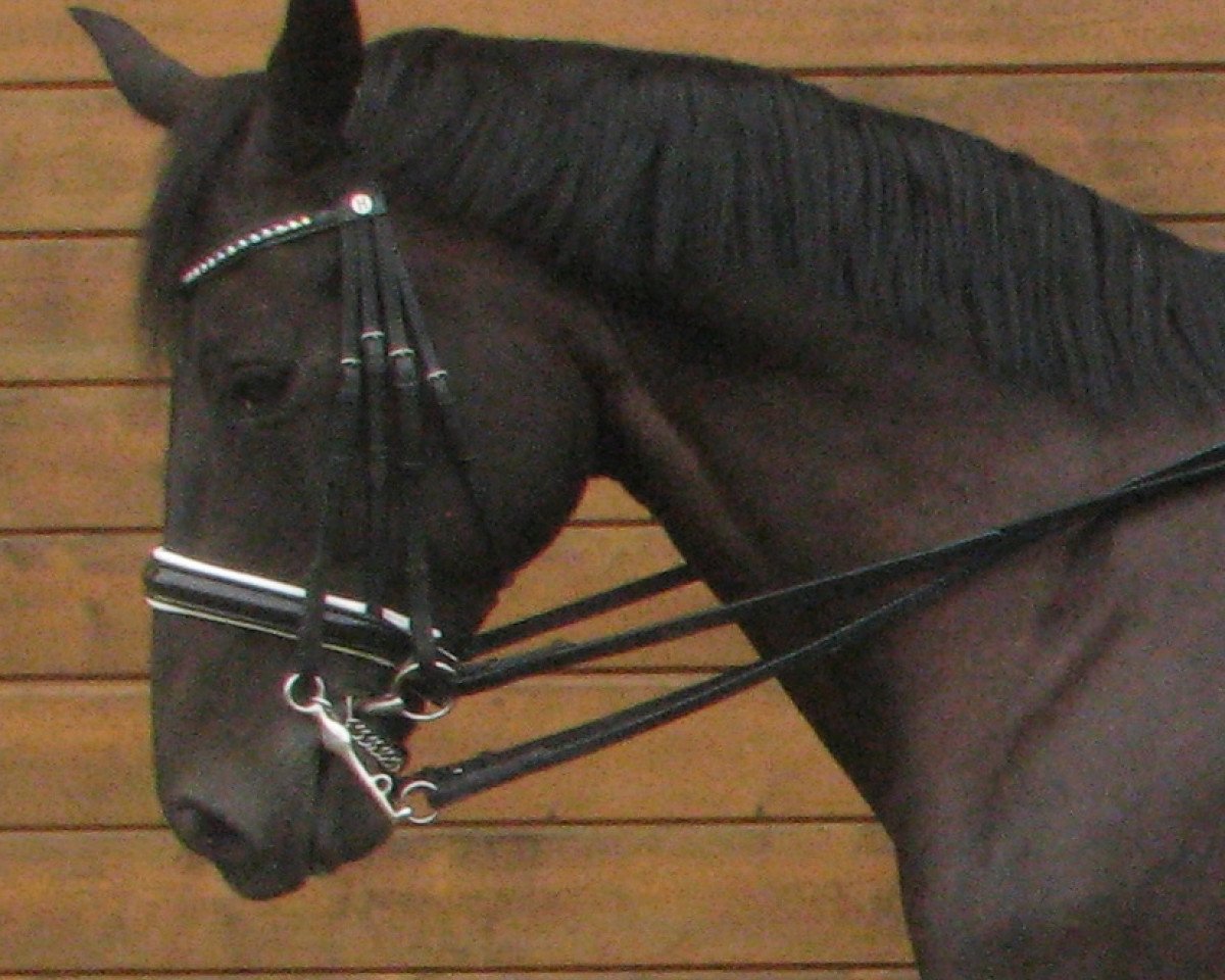 Dressurpferd Ruby Dawn (Hannoveraner, 2008, von Rubinero 2)