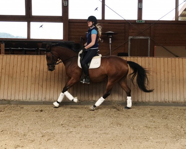 dressage horse Shaade (Trakehner, 2012, from Glanzruf)