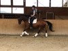 dressage horse Shaade (Trakehner, 2012, from Glanzruf)