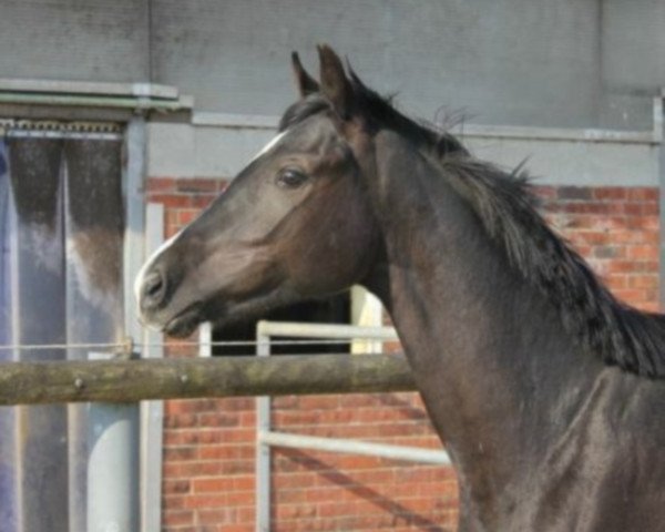 dressage horse Salome (Hanoverian, 2015, from Scuderia)