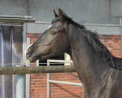 dressage horse Salome (Hanoverian, 2015, from Scuderia)