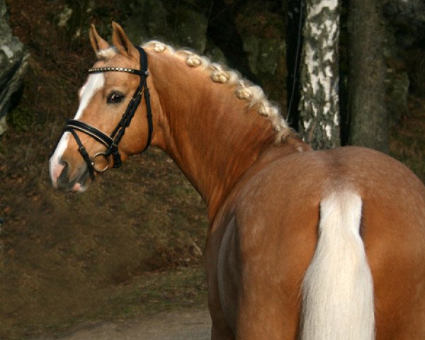 stallion Cartier (Swedish Riding Pony, 2005, from Deinhard B)