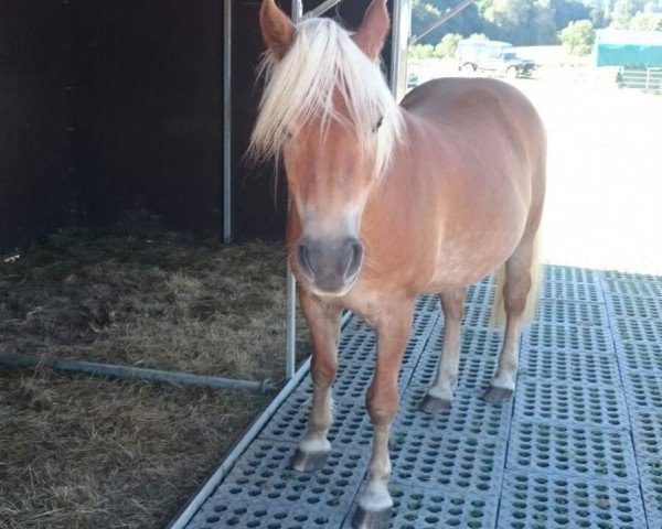 broodmare Mira (Haflinger, 1997, from Miro)