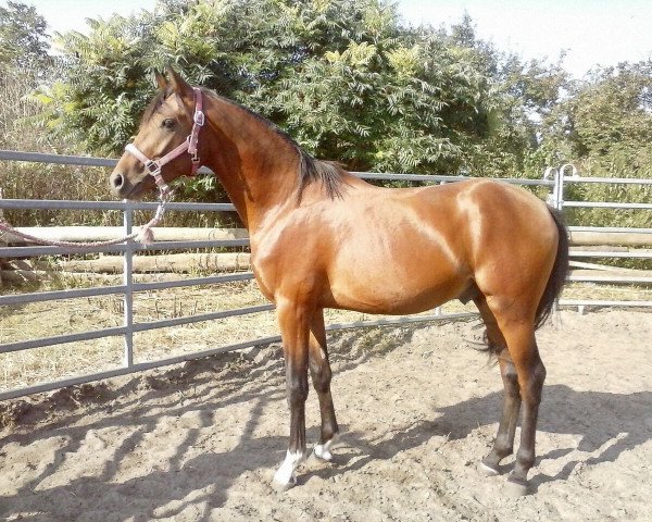 Dressurpferd Daywalker MG (Deutsches Reitpony, 2015, von Dreidimensional AT NRW)