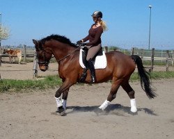 dressage horse Walk of heaven (Oldenburg, 2001, from Wolkentanz II)