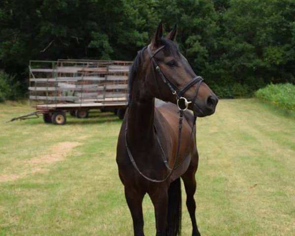 dressage horse Cinderella HK (Bavarian, 2011, from Great Gatsby)