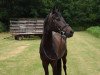 dressage horse Cinderella HK (Bavarian, 2011, from Great Gatsby)