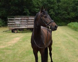 dressage horse Cinderella HK (Bavarian, 2011, from Great Gatsby)