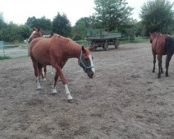 horse Wagner's Valentino (Hanoverian, 1996, from Wittinger)