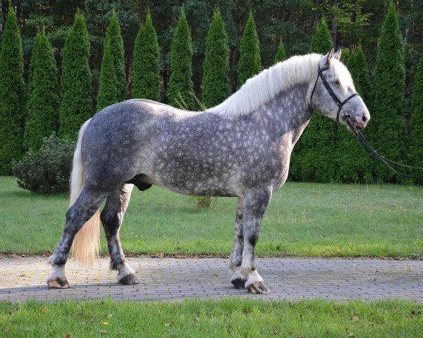 Pferd Baron (Polnisches Kaltblut, 2014)