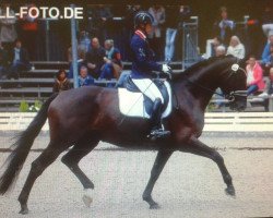 dressage horse Happy Flame (Hanoverian, 2012, from Hofrat)