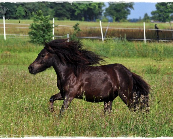 horse Coolstep Greg (Shetland Pony, 2014, from Gresini v.d. Veldhoeve)