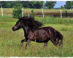 horse Coolstep Greg (Shetland Pony, 2014, from Gresini v.d. Veldhoeve)