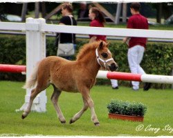 Zuchtstute Neela aus dem Wendland PRST* (Shetland Pony, 2017, von Isidor PrH*)