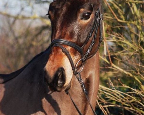 horse Luminahof's Isidoor (New Forest Pony, 2011, from Riddersholm Salem)