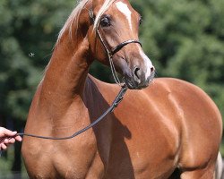 horse Fa Mamluk (Arabian thoroughbred, 2014, from Pristice Kossack)