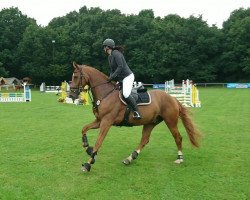 jumper Staney (Hanoverian, 2013, from Stanley)