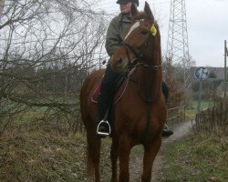 Zuchtstute Rosalie (Deutsches Sportpferd, 2003, von Werenfels)