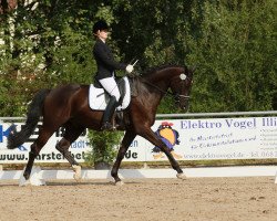 dressage horse Glamour Boy 5 (Zweibrücken, 2013, from Genesis)