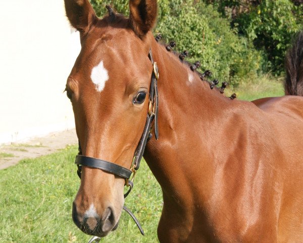 jumper Call Me Crazy 6 (German Sport Horse, 2017, from Uppercut DS)