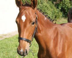 jumper Call Me Crazy 6 (German Sport Horse, 2017, from Uppercut DS)