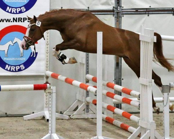 stallion Zhivago (Nederlands Rijpaarden en Pony, 2013, from Zip)