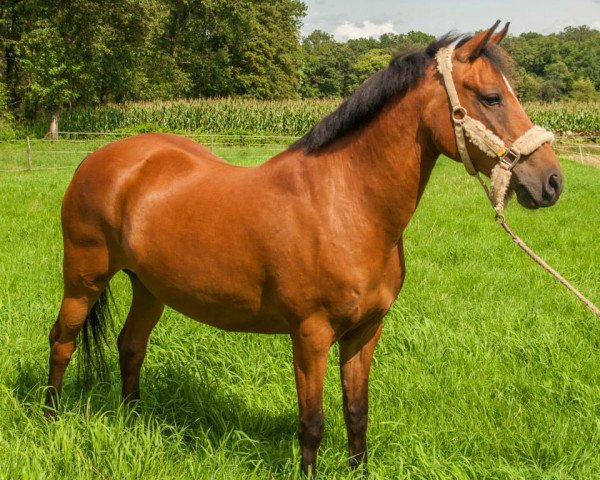 broodmare Orchid's Enia (New Forest Pony, 1999, from Priory Prickle)