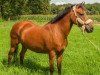 broodmare Orchid's Enia (New Forest Pony, 1999, from Priory Prickle)