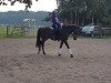 broodmare Golden Desteny (German Riding Pony, 2008, from Golden Dream R)