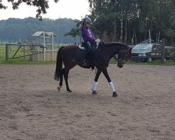 Dressurpferd Golden Desteny (Deutsches Reitpony, 2008, von Golden Dream R)