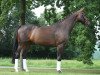 dressage horse Scarlett (Westphalian, 2012, from Sir Heinrich OLD)