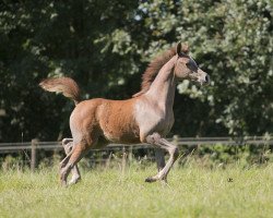 horse Stute von RFI Farid x FA Wisznu (Arabian thoroughbred, 2016, from RFI Farid ox)