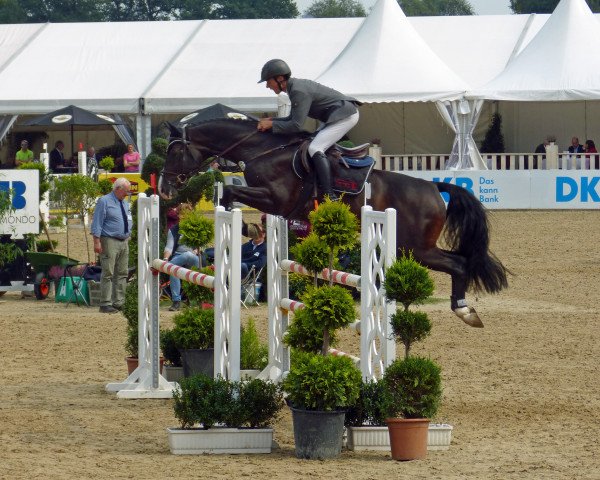 stallion Quite Carenzo (Oldenburg show jumper, 2012, from Quite Rubin)