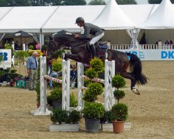 stallion Quite Carenzo (Oldenburg show jumper, 2012, from Quite Rubin)