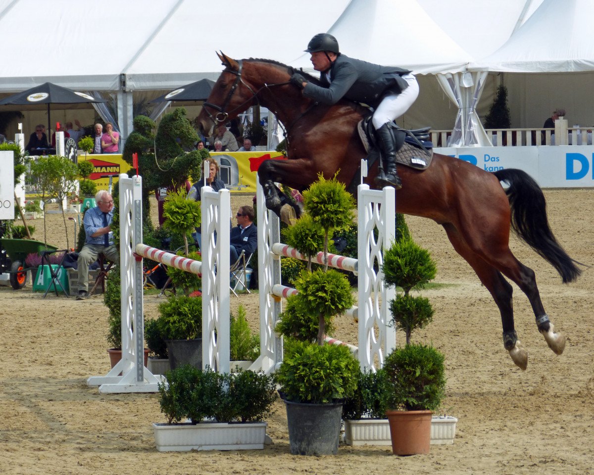 jumper No Limit 67 (Oldenburg show jumper, 2012, from Numero Uno)