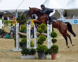 jumper No Limit 67 (Oldenburg show jumper, 2012, from Numero Uno)