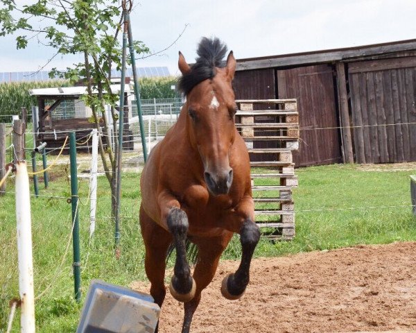 Pferd CS Pennylane Bar (Quarter Horse, 2003)